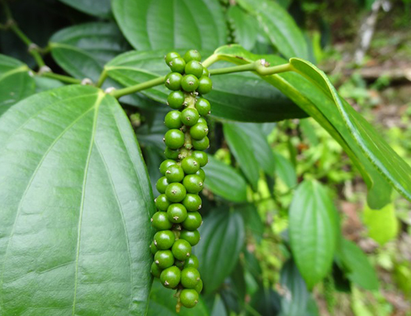 Black Pepper Essential Oil